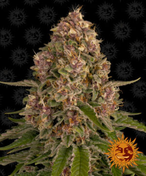 Barney's Farm Pink Kush Fleurs