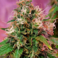CBD CREW OG KUSH FLEURS