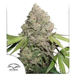 Dutch Passion Seed Company CBD Charlotte's Angel Fleurs