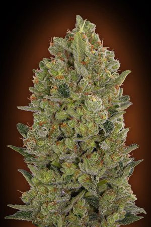 00 Seeds Bank Auto Cheese Berry Fleurs