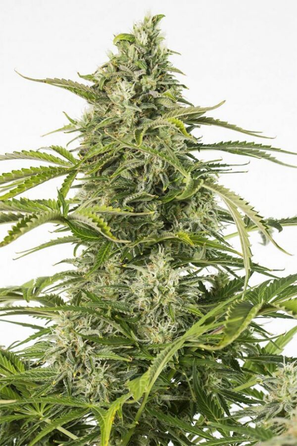 Dinafem Seeds Cheese Autoflowering CBD Fleurs