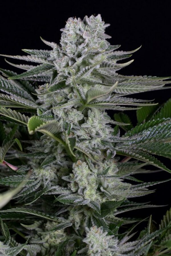 Dinafem Seeds Gorilla CBD Fleurs