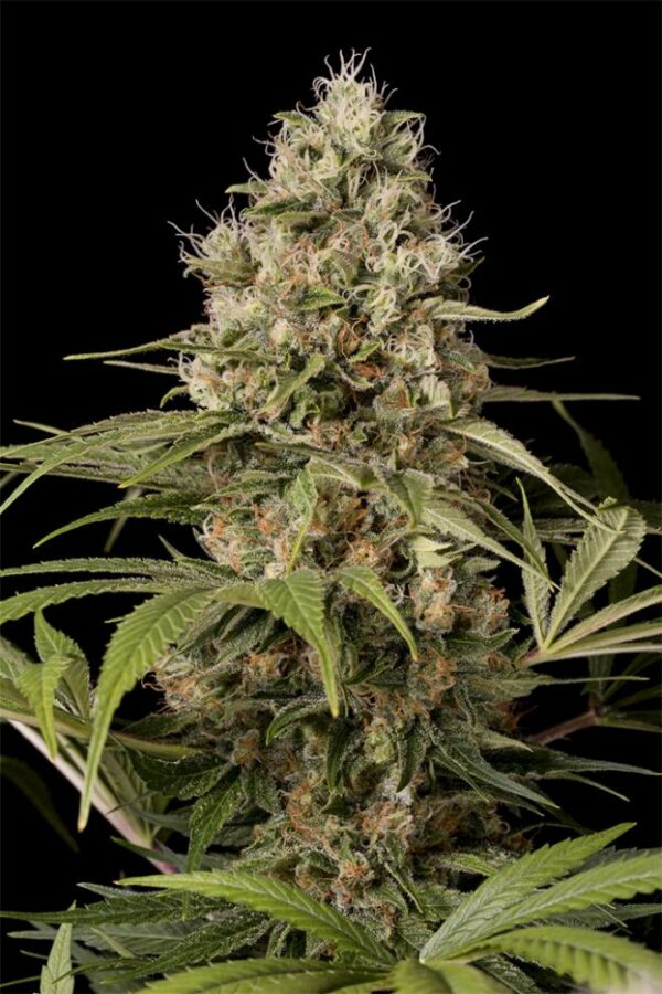 Dinafem Seeds Shark Shock CBD Fleurs