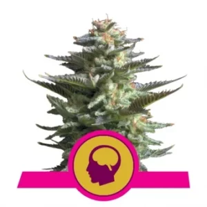 Royal Queen Seeds Amnesia Haze Fleurs