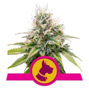 Royal Queen Seeds Kali Dog Fleurs