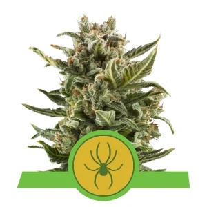 Royal Queen Seeds White Widow Automatic Fleurs