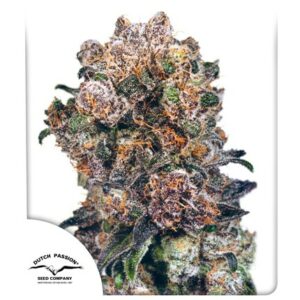 Dutch Passion Seed Company Blueberry Fleurs