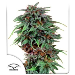 Dutch Passion Seed Company Durban Poison Fleurs