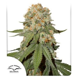 Dutch Passion Seed Company Orange Bud Fleurs