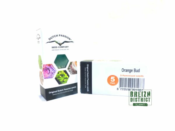 Dutch Passion Seed Company Orange Bud X5