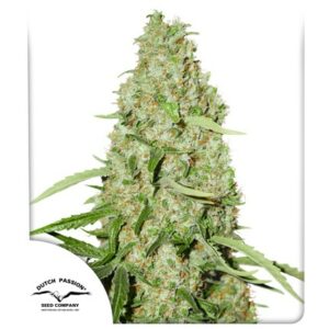 Dutch Passion Seed Company Think Fast Fleurs