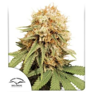Dutch Passion Seed Company White Widow Fleurs