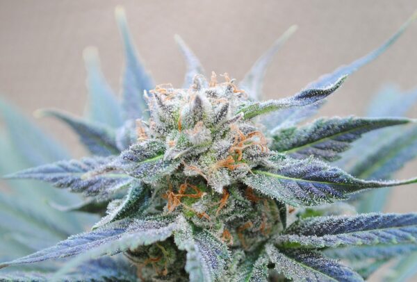 Kannabia Seed Company Skunk + Fleurs