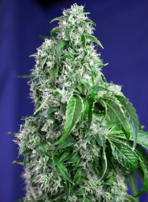 Sweet Seeds Big Devil F1 Fast Version Fleurs