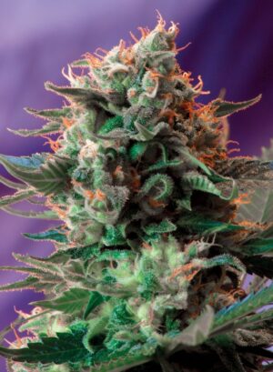 Sweet Seeds Jack 47 F1 Fast Version Fleurs