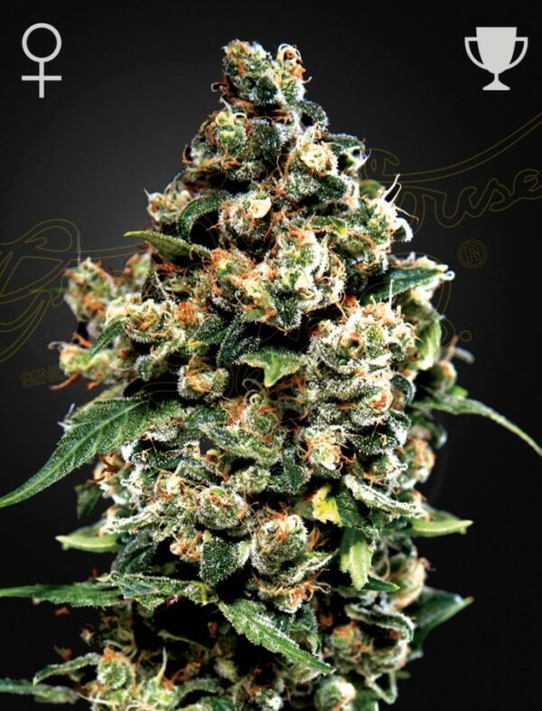 Green House Seed Company Jack Herer Fleurs