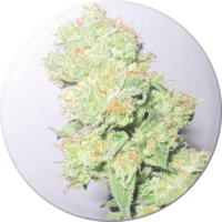 Medical Seeds Y Griega Fleurs