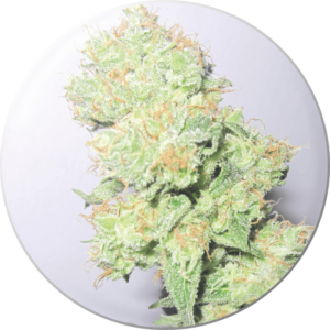 Medical Seeds Y Griega Fleurs