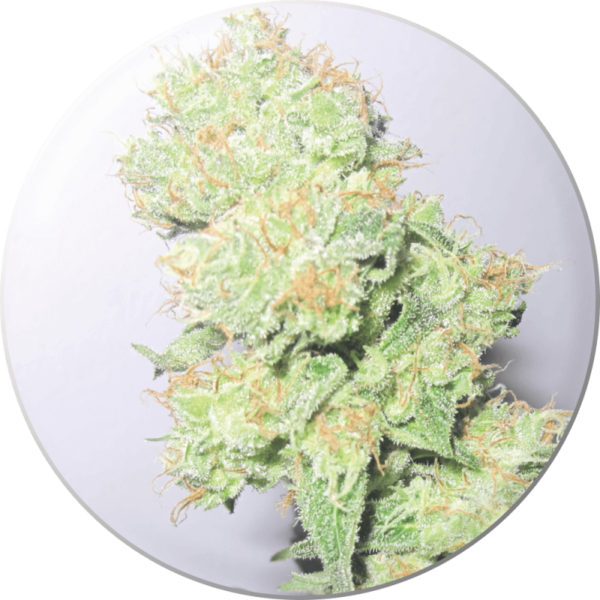 Medical Seeds Y Griega Fleurs