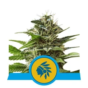 Royal Queen Seeds Tatanka Pure CBD Fleurs
