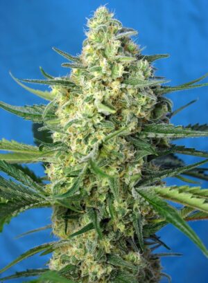 Sweet Seeds Jack 47 XL Auto Fleurs