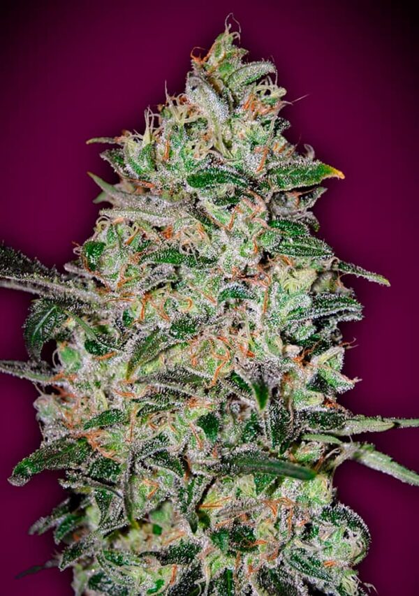 00 Seeds Bank Bubble Gum Fast Fleurs