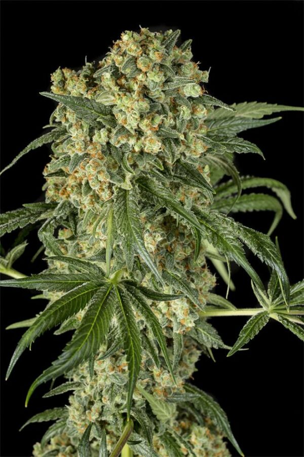 Dinafem Seeds Big Kush Fleurs