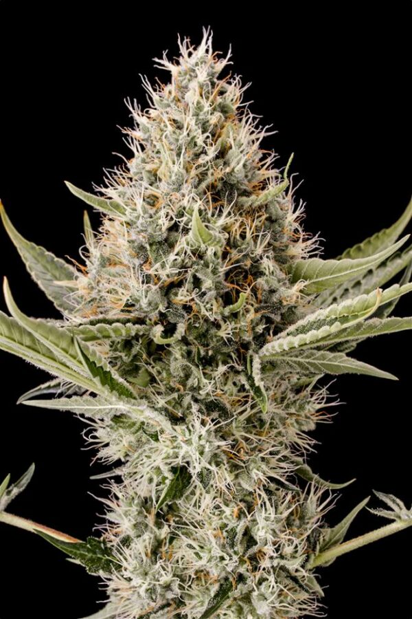 Dinafem Seeds Dinamex Fleurs