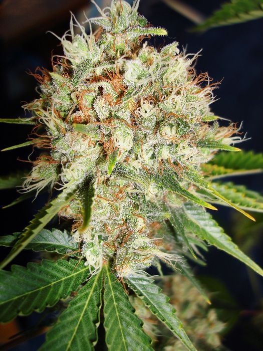 Ministry Of Cannabis Big Bud XXL Fleurs