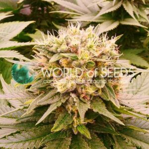 World Of Seeds Harlequeen CBD Fleurs