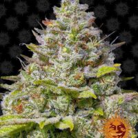 Barney's Farm Blue Gelato 41 Fleurs