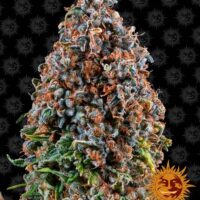 Barney's Farm Critical Kush Fleurs