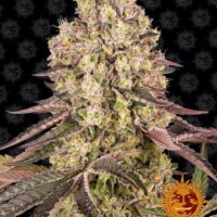 Barney's Farm Runtz Muffin Fleurs