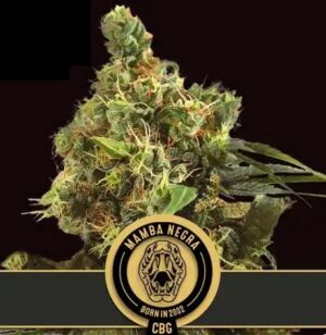 Blimburn Seeds Mamba Negra CBG Fleurs