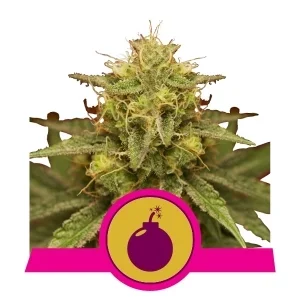 Royal Queen Seeds Royal Domina Fleurs