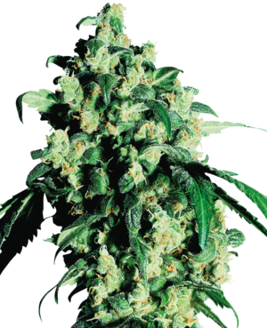 Sensi Seeds Sensi Super Skunk Fleurs