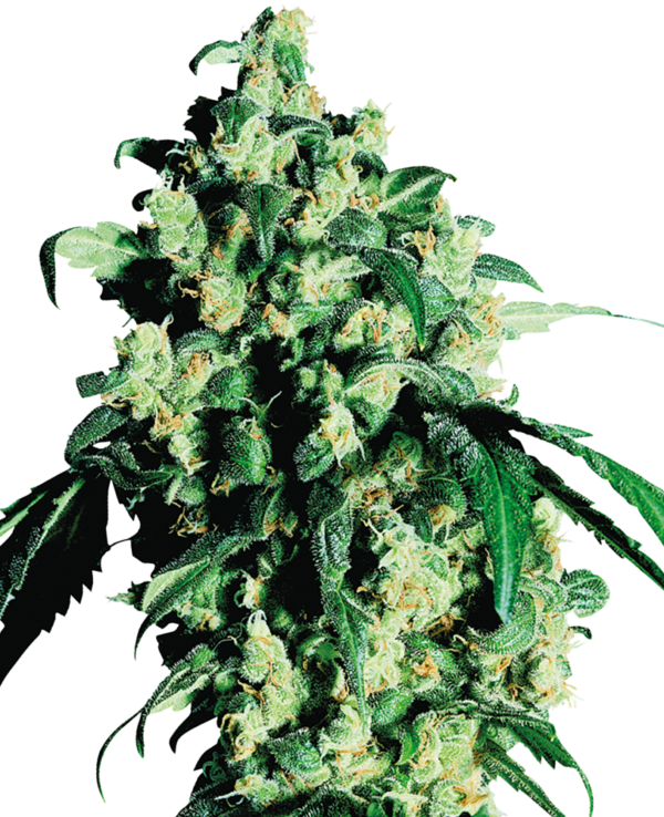 Sensi Seeds Sensi Super Skunk Fleurs