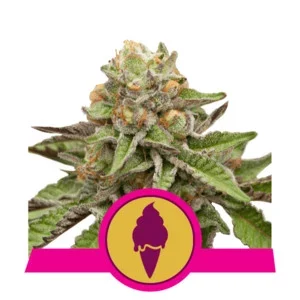 Royal Queen Seeds Green Gelato Fleurs