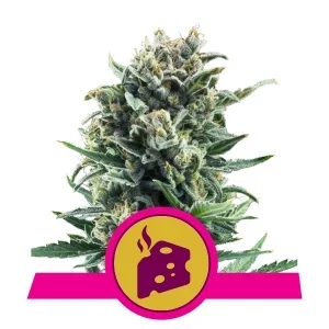 Royal Queen Seeds Blue Cheese Fleurs