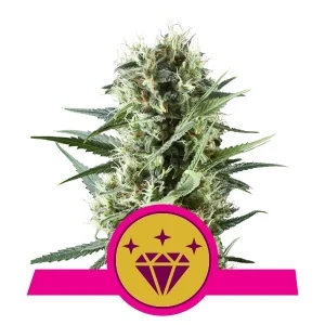 Royal Queen Seeds Special Kush #1 Fleurs