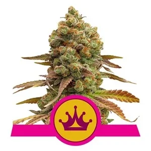 Royal Queen Seeds Special Queen #1 Fleurs