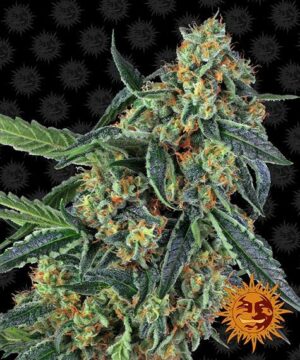 Barney's Farm Cookies Kush Fleurs