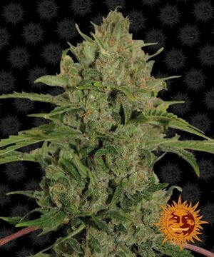 Barney's Farm Triple Cheese Fleurs