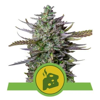 Royal Queen Seeds Blue Cheese Automatic Fleurs