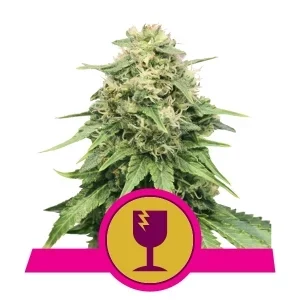 Royal Queen Seeds Critical Fleurs