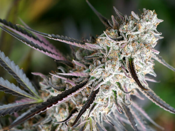 Humboldt Seed Organization Peanut Butter Breath Fast Flowering Fleurs