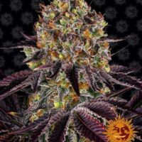 Barney's Farm Runtz x Layer Cake Fleurs