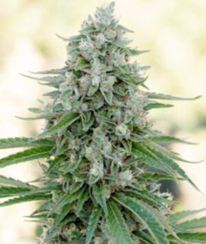 Silent Seeds Critical Mango Fleurs