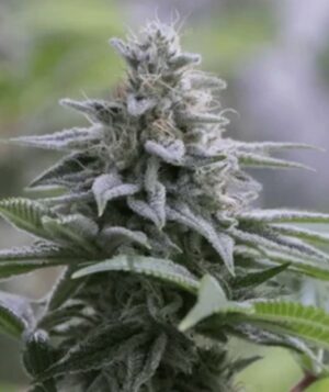 Silent Seeds Zkittlez 2.0 Fleurs