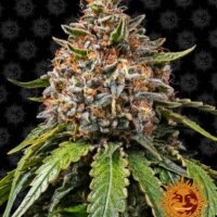 Barney's Farm White Widow XXL Fleurs